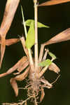 Lindheimer panicgrass